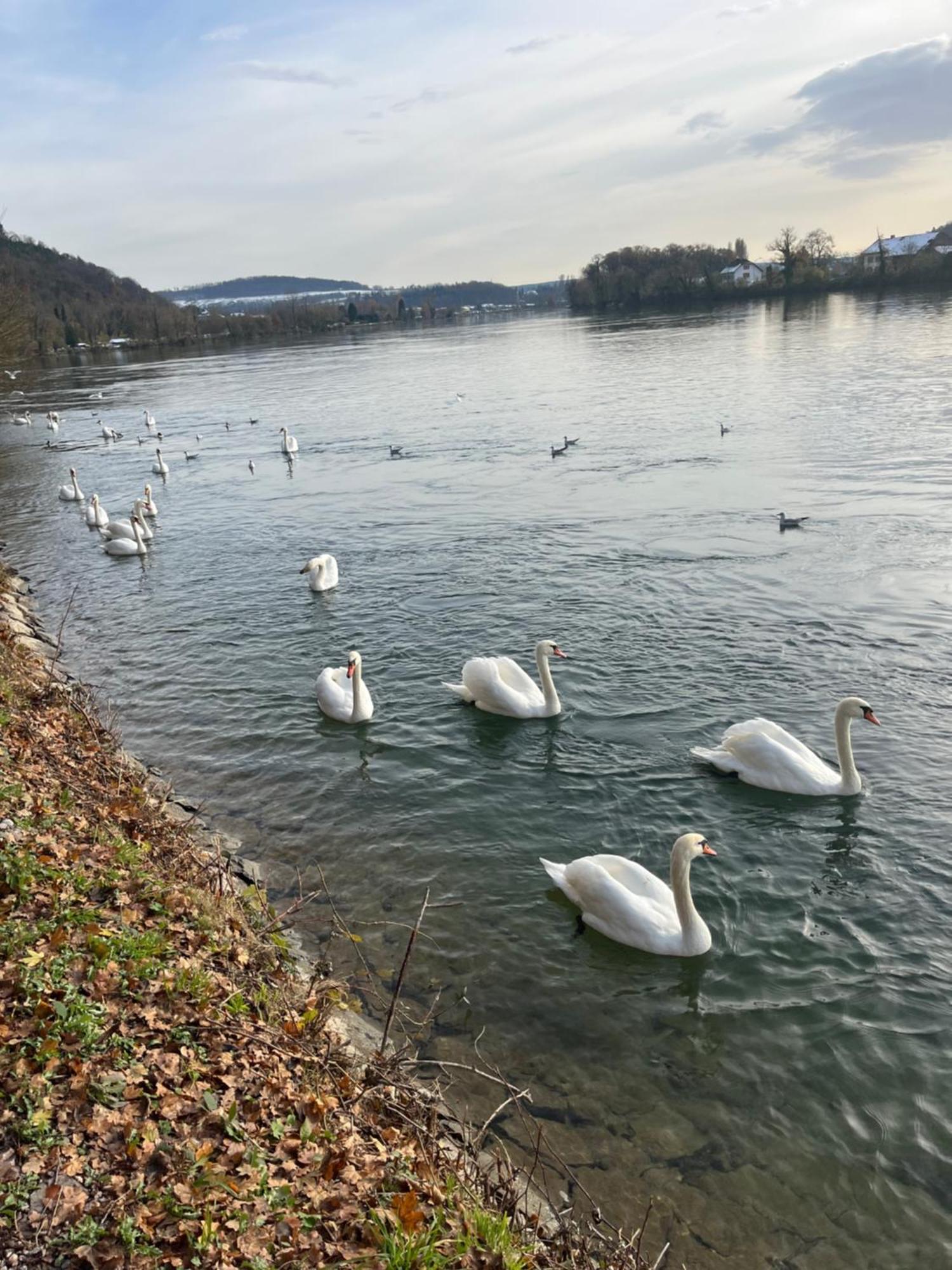 Waldshut -Kaiser55 Eksteriør bilde